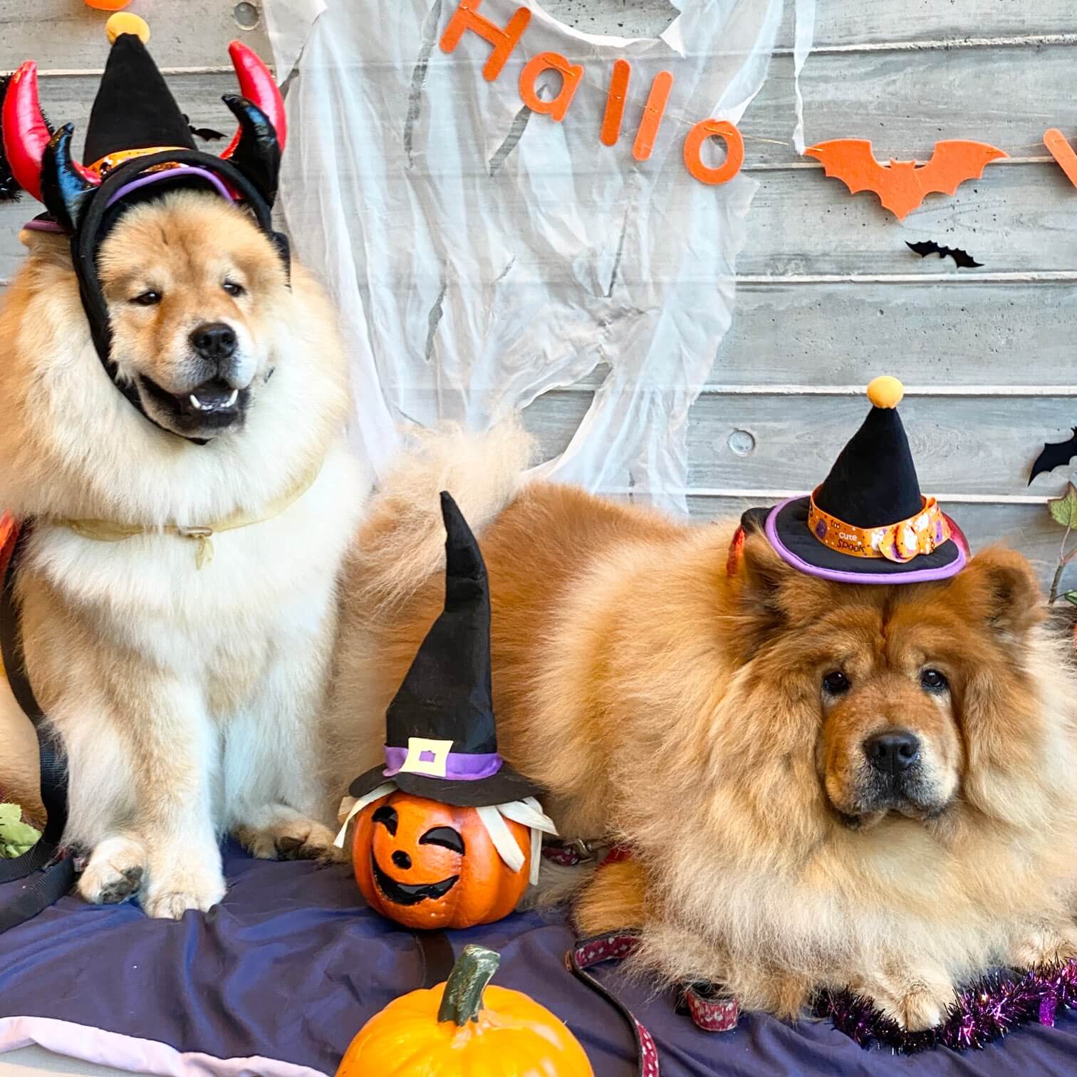 犬ハロウィン仮装 レジーナリゾート軽井沢御影用水にて