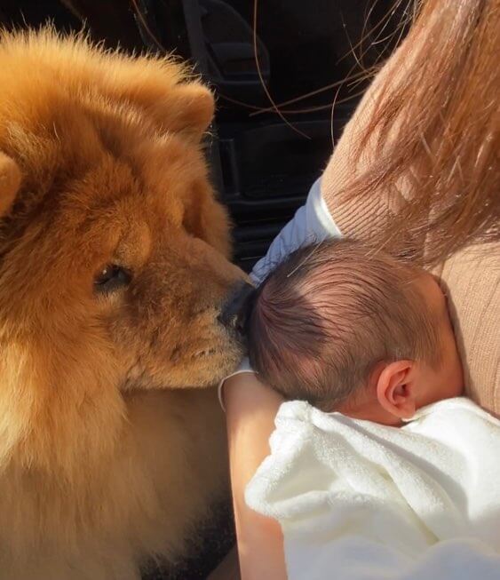 赤ちゃんとご対面の愛犬