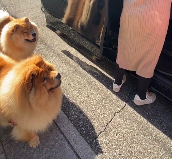 犬と孫の初対面