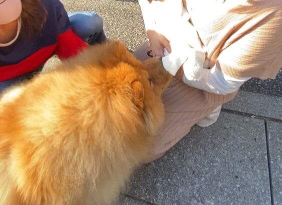 新生児と愛犬