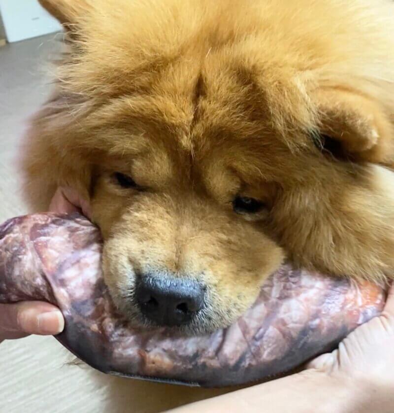 お肉を頬張る犬