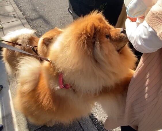 赤ちゃんに飛びつくチャウチャウ犬