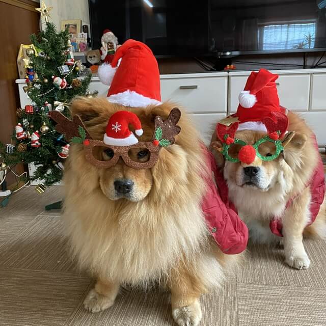 チャウチャウ犬のクリスマス